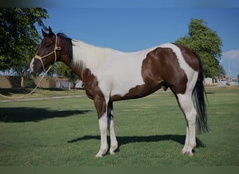 American Paint Horse, Wallach, 6 Jahre, 160 cm, Schecke