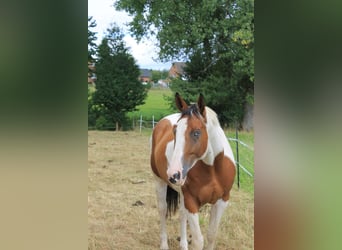 American Paint Horse Mix, Wallach, 6 Jahre, 165 cm, Schecke