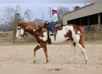 American Paint Horse, Wallach, 6 Jahre, 168 cm