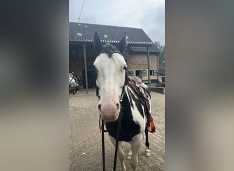 American Paint Horse, Wallach, 6 Jahre, Overo-alle-Farben