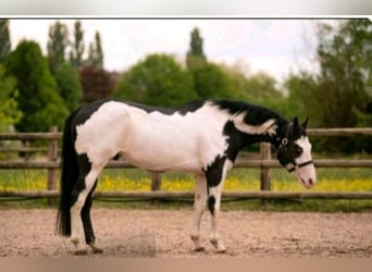 American Paint Horse, Wallach, 6 Jahre, Overo-alle-Farben
