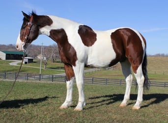 American Paint Horse, Wallach, 6 Jahre, Rotbrauner