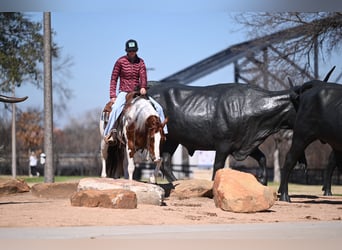 American Paint Horse, Wallach, 6 Jahre, Schecke