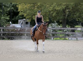 American Paint Horse Mix, Wallach, 6 Jahre, Schecke