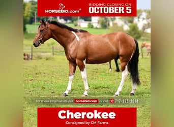 American Paint Horse Mix, Wallach, 6 Jahre, Schecke
