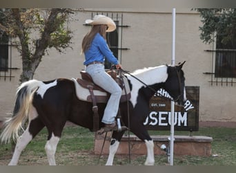 American Paint Horse, Wallach, 6 Jahre, Tobiano-alle-Farben