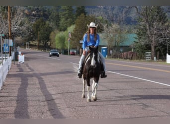 American Paint Horse, Wallach, 6 Jahre, Tobiano-alle-Farben