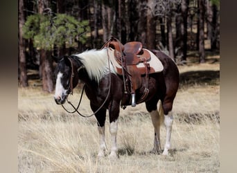 American Paint Horse, Wallach, 6 Jahre, Tobiano-alle-Farben
