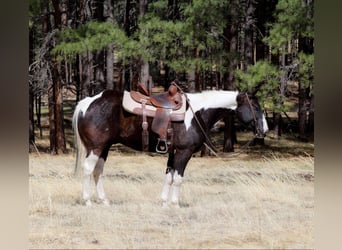 American Paint Horse, Wallach, 6 Jahre, Tobiano-alle-Farben