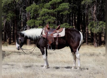 American Paint Horse, Wallach, 6 Jahre, Tobiano-alle-Farben