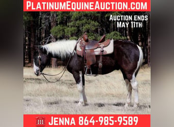 American Paint Horse, Wallach, 6 Jahre, Tobiano-alle-Farben
