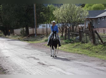 American Paint Horse, Wallach, 6 Jahre, Tobiano-alle-Farben