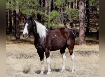 American Paint Horse, Wallach, 6 Jahre, Tobiano-alle-Farben