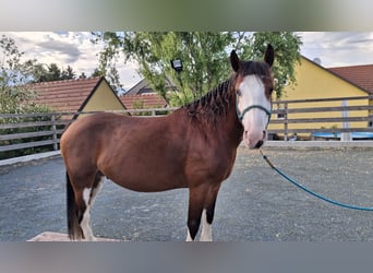 American Paint Horse Mix, Wallach, 7 Jahre, 142 cm, Dunkelbrauner