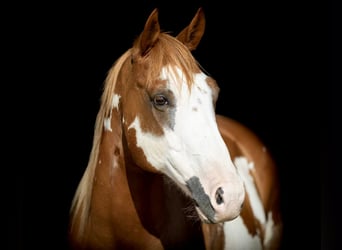 American Paint Horse, Wallach, 7 Jahre, 142 cm, Overo-alle-Farben