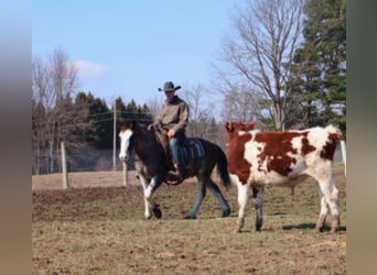 American Paint Horse, Wallach, 7 Jahre, 142 cm, Roan-Blue