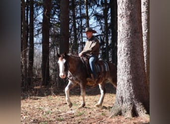 American Paint Horse, Wallach, 7 Jahre, 142 cm, Roan-Blue