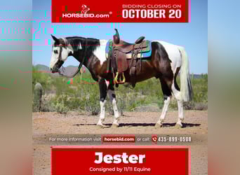 American Paint Horse, Wallach, 7 Jahre, 147 cm, Schecke