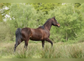 American Paint Horse, Wallach, 7 Jahre, 150 cm, Brauner