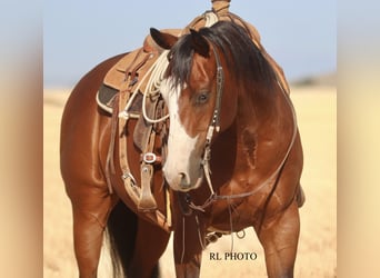 American Paint Horse, Wallach, 7 Jahre, 150 cm, Rotbrauner
