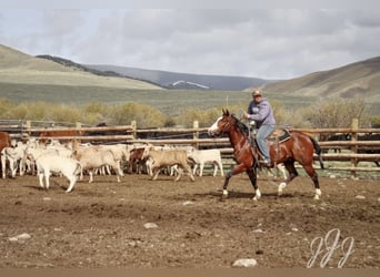 American Paint Horse, Wallach, 7 Jahre, 150 cm, Rotbrauner
