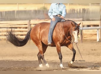 American Paint Horse, Wallach, 7 Jahre, 150 cm, Rotbrauner
