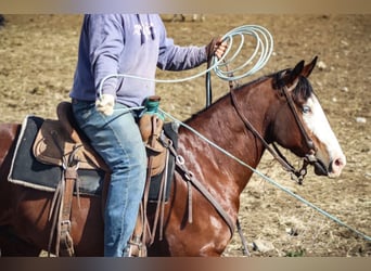 American Paint Horse, Wallach, 7 Jahre, 150 cm, Rotbrauner