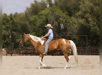 American Paint Horse, Wallach, 7 Jahre, 150 cm, Schecke