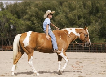 American Paint Horse, Wallach, 7 Jahre, 150 cm, Schecke