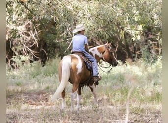 American Paint Horse, Wallach, 7 Jahre, 150 cm, Schecke