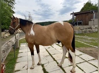 American Paint Horse, Wallach, 7 Jahre, 150 cm, Tobiano-alle-Farben