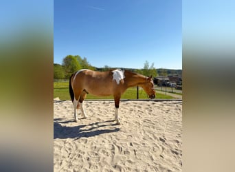 American Paint Horse, Wallach, 7 Jahre, 150 cm, Tobiano-alle-Farben