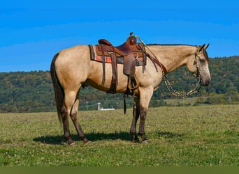 American Paint Horse, Wallach, 7 Jahre, 152 cm, Buckskin