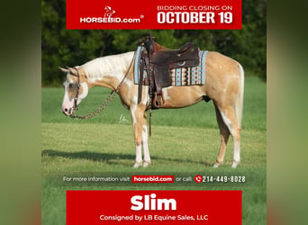 American Paint Horse, Wallach, 7 Jahre, 152 cm, Schecke
