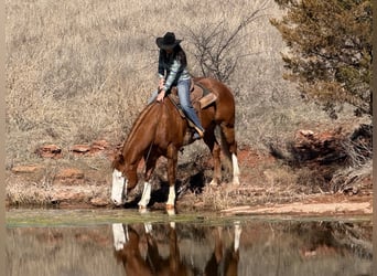 American Paint Horse, Wallach, 7 Jahre, 155 cm, Overo-alle-Farben