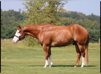 American Paint Horse, Wallach, 7 Jahre, 155 cm, Overo-alle-Farben