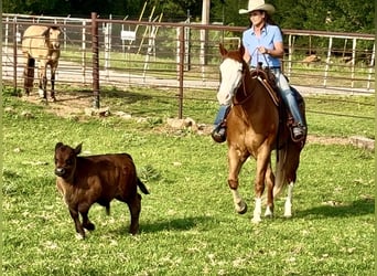 American Paint Horse, Wallach, 7 Jahre, 155 cm, Overo-alle-Farben