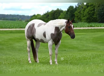 American Paint Horse, Wallach, 7 Jahre, 155 cm, Roan-Bay