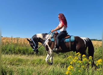 American Paint Horse Mix, Wallach, 7 Jahre, 155 cm, Schecke