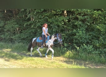American Paint Horse Mix, Wallach, 7 Jahre, 155 cm, Schecke