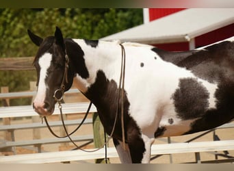 American Paint Horse, Wallach, 7 Jahre, 155 cm, Schecke