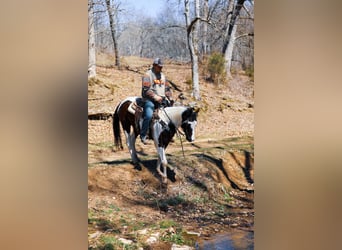 American Paint Horse, Wallach, 7 Jahre, 155 cm, Tobiano-alle-Farben
