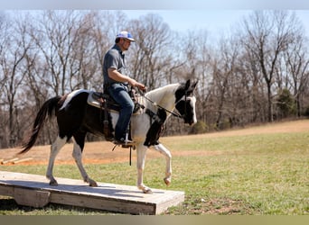 American Paint Horse, Wallach, 7 Jahre, 155 cm, Tobiano-alle-Farben