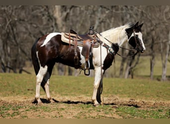 American Paint Horse, Wallach, 7 Jahre, 155 cm, Tobiano-alle-Farben