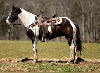 American Paint Horse, Wallach, 7 Jahre, 155 cm, Tobiano-alle-Farben