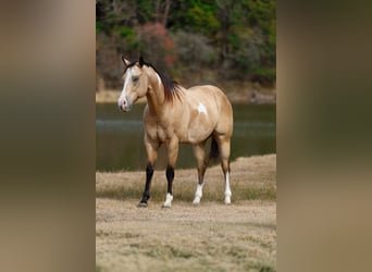 American Paint Horse, Wallach, 7 Jahre, 157 cm, Buckskin