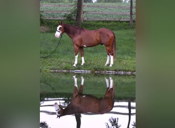 American Paint Horse, Wallach, 7 Jahre, 157 cm, Rotfuchs