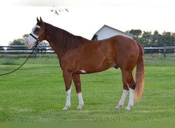 American Paint Horse, Wallach, 7 Jahre, 157 cm, Rotfuchs