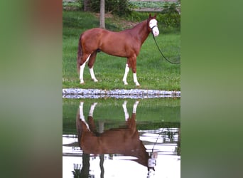 American Paint Horse, Wallach, 7 Jahre, 157 cm, Rotfuchs