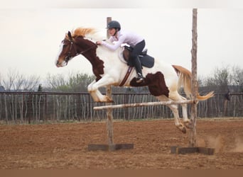 American Paint Horse, Wallach, 7 Jahre, 157 cm, Schecke